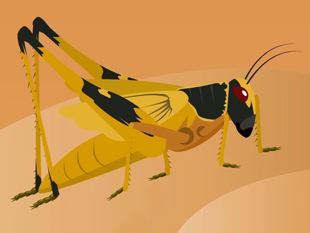 About Desert Locusts