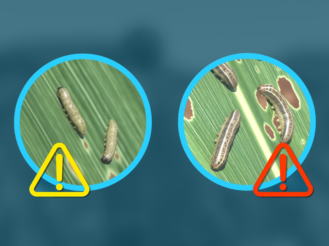 Play How to Identify and Scout for Fall Armyworm