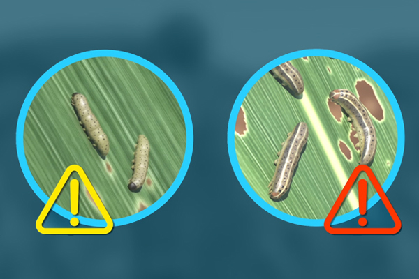 How to Identify and Scout for Fall Armyworm in Maize