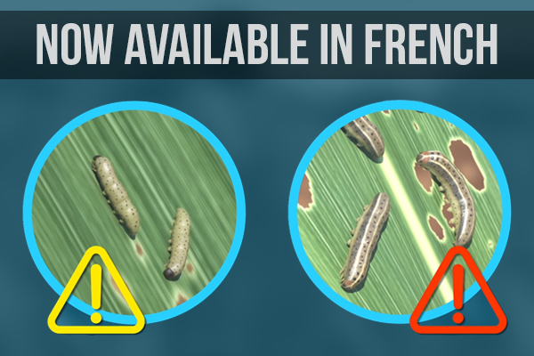 Fall Armyworm Scouting Animation Now Available in French (Accent from Benin)