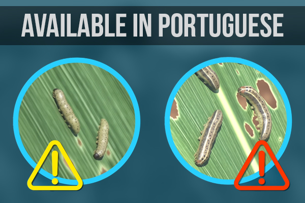 Fall Armyworm Scouting Animation Now Available in Portuguese (Accent from Mozambique)