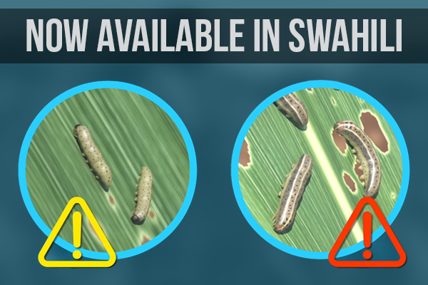 Fall Armyworm Scouting Animation Now Available in Swahili (Accent from Kenya)