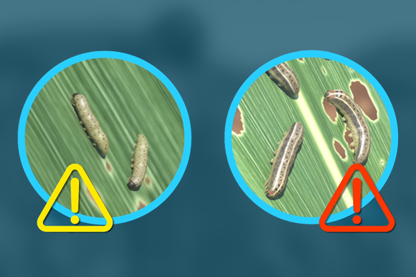How to Identify and Scout for Fall Armyworm