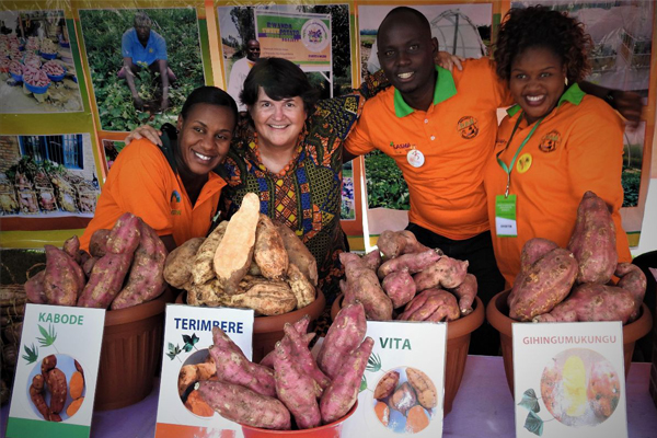 Technique teaches farmers how to store sweetpotato roots to generate seed for next growing season