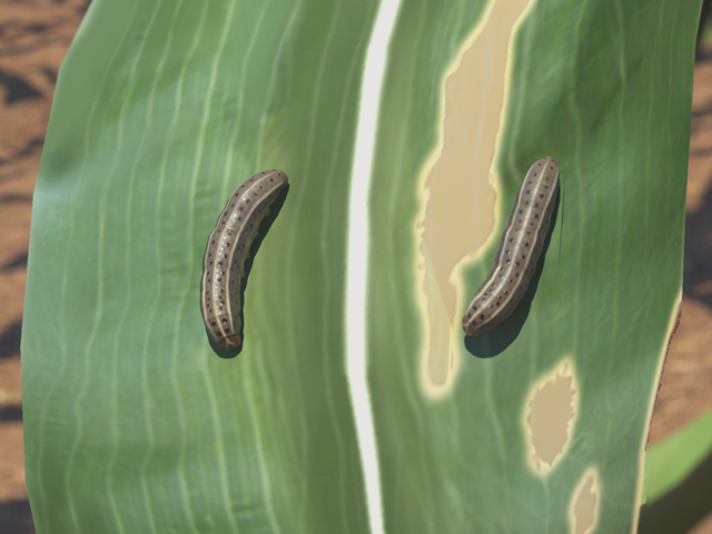 How to Identify and Scout for Fall Armyworm: Variant for Nepal