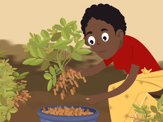 Groundnut: Good Agricultural Practices from Harvest to Storage