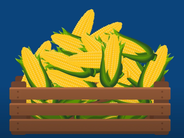 Why You Should Plant Maize Hybrids