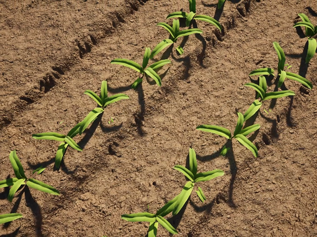 Implementing Mbili-Mbili Strip Intercropping (CIMMYT)