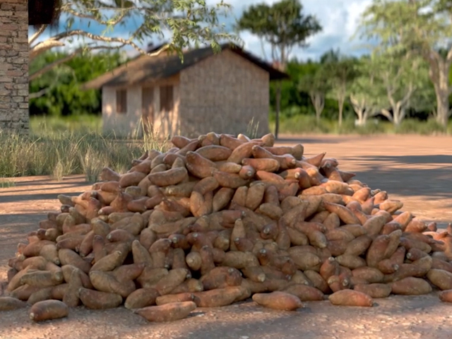 Double S: Harvesting and Storing Your Sweetpotato Crop