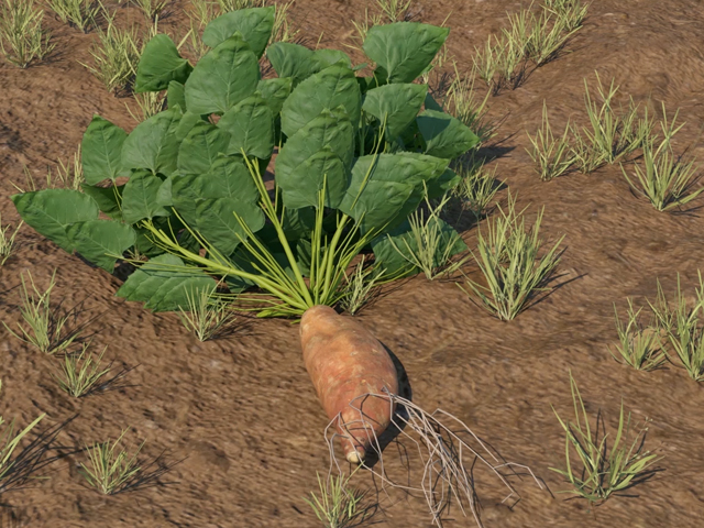 Sweetpotato Roots for Timely Planting Material: How to Prepare and Plant a Root Bed and Crop Using Roots Stored through Triple S Method