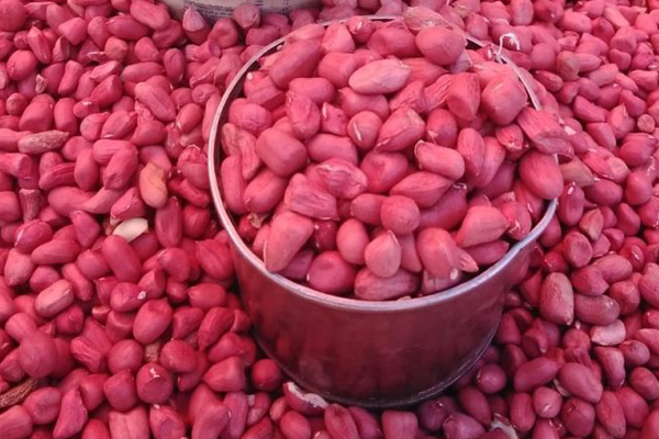 HOW TO PLANT GROUNDNUTS FOR A HIGHER YIELD