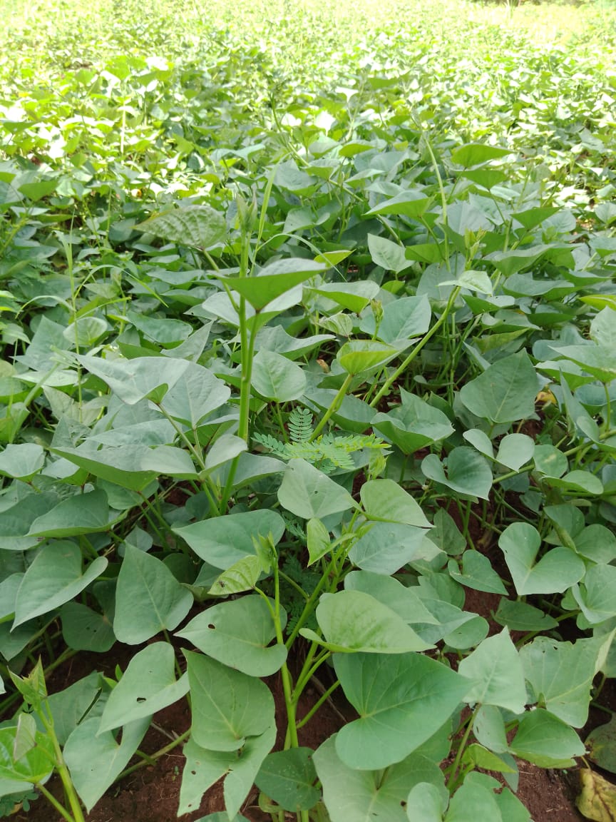 Preparing seed for sweetpotato farmers